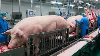 AI Technology Exposed: How Pig Cooking Oil Is Really Made | The Process Vault #FactoryProcess