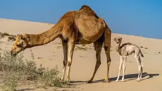 Camel LIFE CYCLE Secrets You Won't Believe!