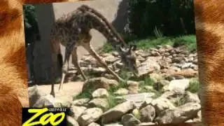 The Greenville Zoo