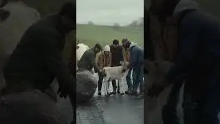 Farmers & Baby Calf Unite To Save Trapped Cow Incredible Rescue Mission #farming #animals #rescue