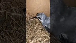 Rescuing Cook&rsquo;s Petrel from Cyclone Tam. #cyclonetam #birdrescue  #cyclone #birds