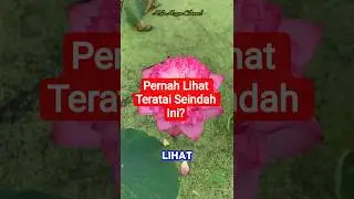 Keindahan yang Menenangkan &mdash;Pesona Teratai Ganda Mekar di Tengah Rawa Hijau! #viral #flowers #shorts