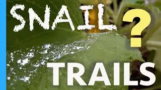 SNAIL TRAILS in Garden?  How do you know when you have a SNAIL PROBLEM & what signs to look for.