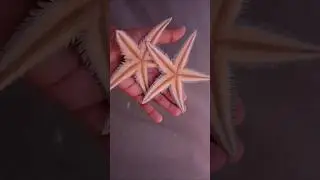 STAR FISH⭐ #sundarban #starfish #gplot #nature