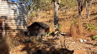 Bee Cowboy | Kenyan Top Bar Beekeeping in the Desert