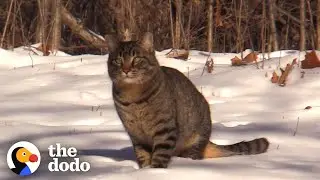 Guy Is Determined To Save Cat Living Out In The Snow | The Dodo