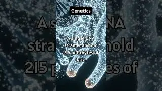 Genetics: The Astonishing Data Storage Capacity of a Single DNA Strand!