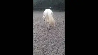 Grey pony rolling in sand school