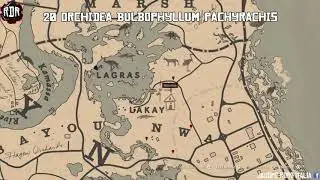 RDR2 SFIDA ERBORISTA 9 | 43 SPECIE DI PIANTE RACCOLTE (posizione 100% sicura per ciascuna pianta)