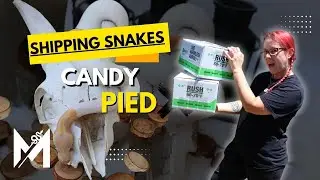 Candy Pied Ball Python Heads to a New Home!