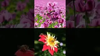 Did you know the trumpet flower's unique structure adds a...