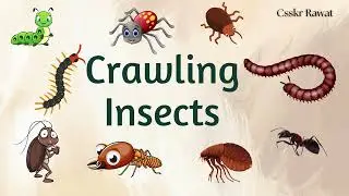 Crawling Insects | Crawling Insects Name | Insects for kids | Insects Name in English