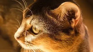How to Care for Abyssinian Cats - Grooming Your Cat