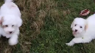 Ike, Whiskey & Irving