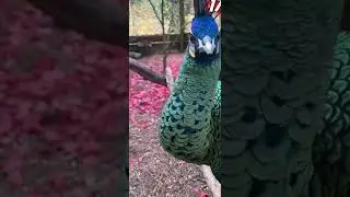 peacock 🦚#eyes #beautiful &hearts;️&hearts;️