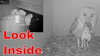 🦉💞 Beautiful Family Moment: Three Barn Owl Fledglings with Mom