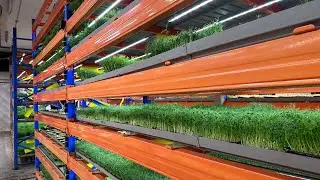 Vertical Farm Update From Microgreens Denmark