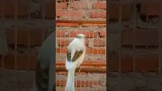 top kenari