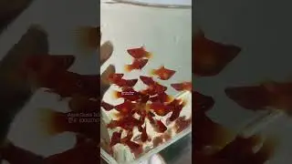 Coral red baloon platys and green platy aqua Grace telugu #aquarium#ak#fishfarming# #fishtanksetup