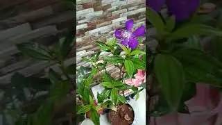 Melastoma plant#care #new in my garden #melastoma#gardeningideas #kerala #plant  #ytshorts#mygarden