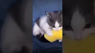 Bunny cat 🐱 #shorts #global #viral #subscribe #cat #catstatus #catlover #catshorts
