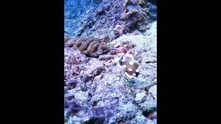 Crazy Fish Dance of the Harlequin Sweetlips #fish #ocean #wildlife #scubadiving #thailand #dance