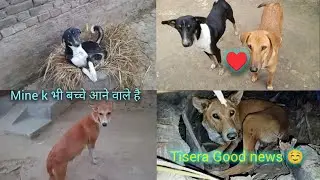 #Tisera Good news /भुरी ने भी बच्चे दे दिए 🤗और चौथा Good news हमारी /Mine भी बच्चे देने वाली है 😍