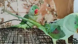 #mitthu #mitthu mitthu #viral video#🙏🙏🌺🦜🦜🦜🌺🙏🙏