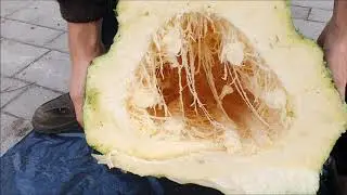 Jak w środku wygląda 50 kg KABACZEK (Rekord Polski) ?