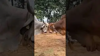 Red Bull vs White Bull Fight | Gir Cow Farm