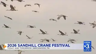 How to find parking at the Sandhill Crane Festival