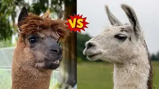 Alpaca vs. Llama | How Are They Different?