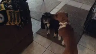 Easiest way to clean Cocker Spaniels ears.