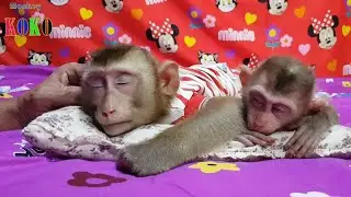 Adorable Monkey Koko & Yoko Relaxing Wait Daddy For Grooming And Lets Them To Sleep