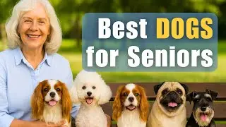 Top 5 Dog Breeds Perfect for Seniors (Low Maintenance & Loving)