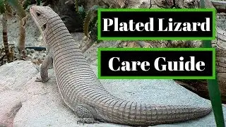 Sudan Plated Lizard Care Guide