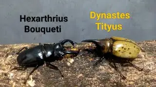 EP.111 Hexarthrius Bouqueti vs Dynastes Battle insects Digimon Pokemon beetle #beetle #pokemon #vs