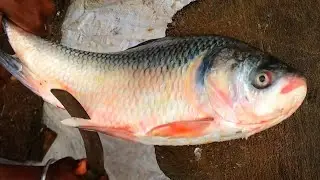 Exceptional Catla Fish Cutting Skills With Knife, Big Carp Fish Cutting By Bangladeshi Fishmonger