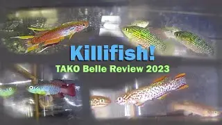 Killifish! 2023 TAKO belle review fish show #killifish #aquarium