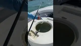 Full stringer of Pilchards #fishing #saltwaterfishing #bait #deepseafishing ##inshorefishing