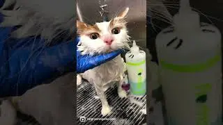 Learn the Teddy clip in online professional Cat Grooming course- Clipping the Feline