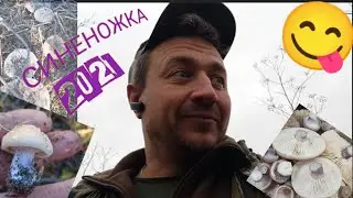 сбор осенних грибов , рядовка лиловоногая , она же синеножка !!! 😋😋😋