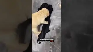 The new assistant #dog #doglover #puppy #furries #goldenretriever #labrador #baby #chilling #video