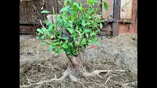 Blue Potato Bush Bonsai (Lycianthes rantonnetii)