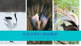世界之最 | 鸟类世界的“撩妹舞男