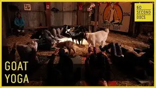 Goat Yoga // 60 Second Docs