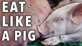 Eat like a pig (yes, really) | Dr. Gundry Clips