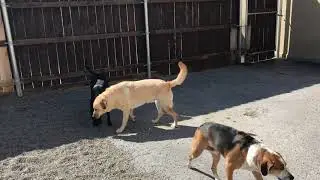 Fear Aggression - Evaluation and Socialization of Jonas