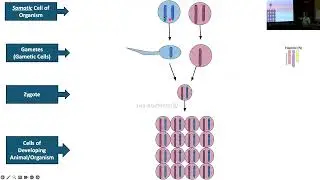 BIO 331: Lecture I1 (2025-11-18): Reproduction and Mate Choice