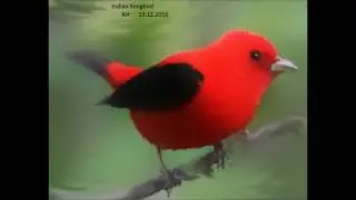 Indian Songbird